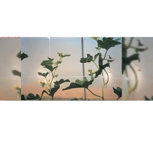 Climbing Garden Heavy-Duty Trellis Net 4x328ft Roll, 6" netting - Picture 6 of 8